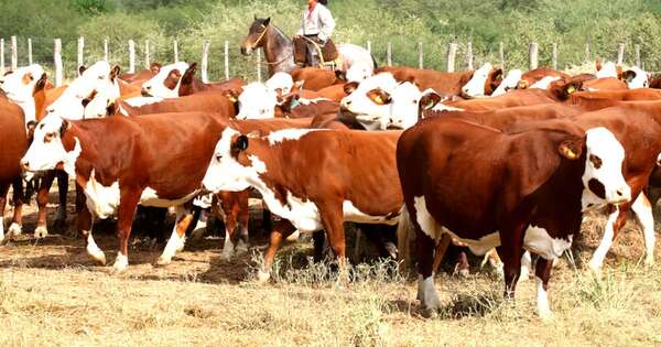La Nación / Desafíos de la ganadería nacional: aumento del hato, mejor rendimiento forrajero y mayor trazabilidad