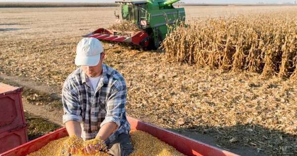 La Nación / Zafra sojera reporta rindes superiores a 3.000 kg/ha
