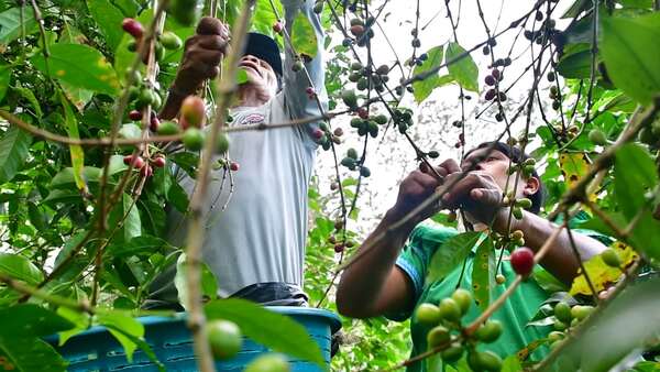 Café de Panamá: El legado indígena tras el grano Geisha