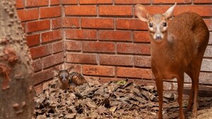 Dos nacimientos renuevan la esperanza en refugio biológico en Alto Paraná