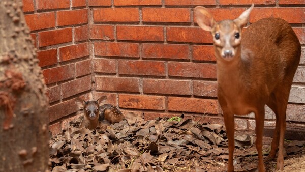 Dos nacimientos renuevan la esperanza en refugio biológico en Alto Paraná