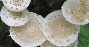 Diario HOY | Hongos nativos como nuevo alimento: ciencia paraguaya impulsa innovación