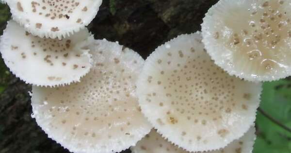 Diario HOY | Hongos nativos como nuevo alimento: ciencia paraguaya impulsa innovación