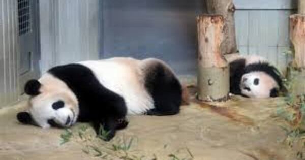 Diario HOY | Miles de personas se despiden de los dos únicos pandas de Tokio antes de su regreso a China