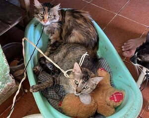 Defensa Animal rescató a gatos atados con cables