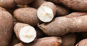 La Nación / Mandioca enfrenta caída productiva y apuesta a tecnificación para sostener su rol económico