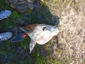 Nuevo caso de abigeato afecta a una mujer de 84 años en Loreto - Concepción al Día