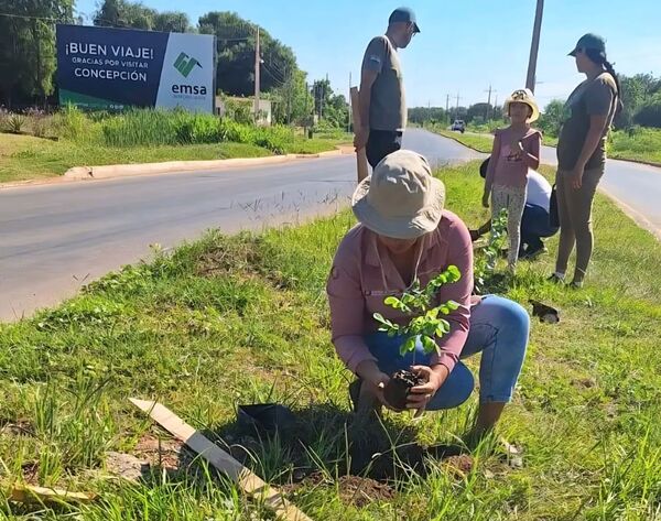 Jornada de arborización transforma la avenida Gualberto Carduz Huerta en un espacio más verde - Concepción al Día