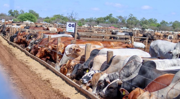 La presión de compra y especulación de venta sostienen la tendencia alcista en el precio del ganado gordo