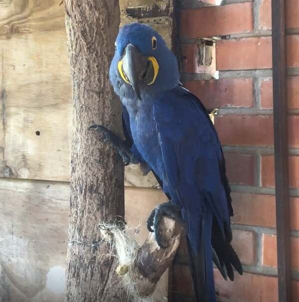 Rescate y Rehabilitación del Guacamayo Azul en Paraguay