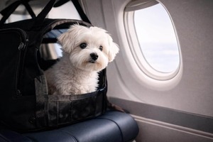 Viajar con Mascotas: Requisitos y Trámites para Salir