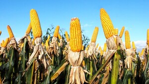 Sector agrícola muestra señales de recuperación para el 2026