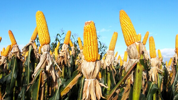 Sector agrícola muestra señales de recuperación para el 2026