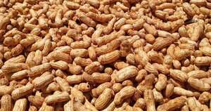 La Nación / Cosecha de maní en Caazapá deja excelentes rendimientos