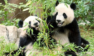 Más de 4.000 personas fueron a ver por última vez a los pandas gemelos de Tokio - OviedoPress