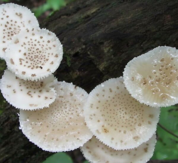 Hongos nativos como nuevo alimento: ciencia paraguaya impulsa innovación