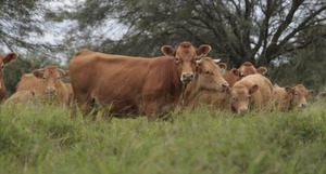 AFD duplica fondos para “Retención de Vientres” con mejores tasas - La Tribuna