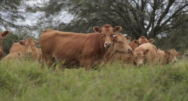 AFD duplica fondos para “Retención de Vientres” con mejores tasas - La Tribuna