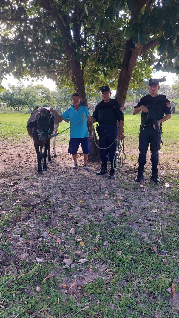 Recuperan vaquilla robada tras presunto caso de abigeato en zona rural de Loreto - Concepción al Día