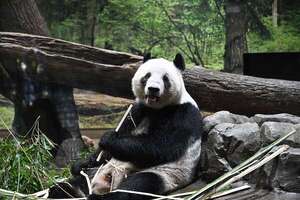 Más de 4.000 personas en Tokio se despiden de pandas gemelos antes de su regreso a China - Ciencia - ABC Color