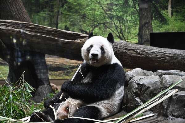 Más de 4.000 personas en Tokio se despiden de pandas gemelos antes de su regreso a China - Ciencia - ABC Color