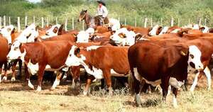 La Nación / AFD amplía a USD 10 millones el programa de Retención de Vientres para sostener base productiva