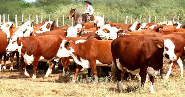 La Nación / AFD amplía a USD 10 millones el programa de Retención de Vientres para sostener base productiva