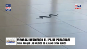 Víboras invaden la sala de espera del IPS en Paraguarí