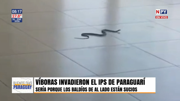 Víboras invaden la sala de espera del IPS en Paraguarí