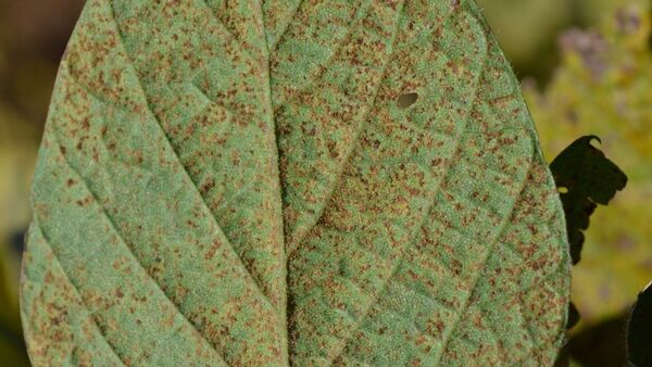 Roya de la soja: SENAVE advierte alta presión sanitaria y refuerza recomendaciones de manejo