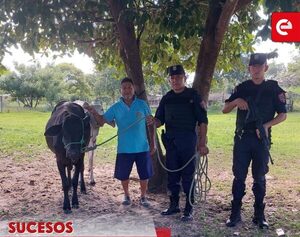 Recuperan vaquilla robada tras presunto abigeato en zona rural de Loreto - Canal-E