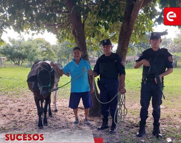 Recuperan vaquilla robada tras presunto abigeato en zona rural de Loreto - Canal-E