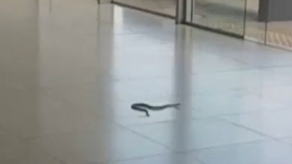 Víboras ingresan a pabellón del IPS Paraguarí y alarman a pacientes