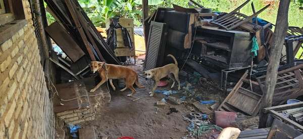 Paraguay declara a los animales como “seres sintientes” para reducir maltratos - Nacionales - ABC Color