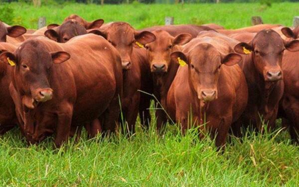 AFD amplía a USD 10 millones el programa de Retención de Vientres para sostener ciclo ganadero