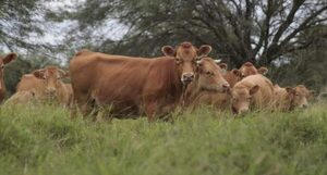 AFD amplía a US$ 10 millones el programa de Retención de Vientres para sostener el ciclo ganadero