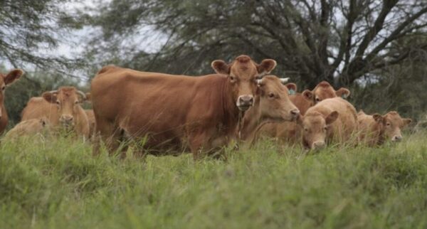 AFD amplía a US$ 10 millones el programa de Retención de Vientres para sostener el ciclo ganadero