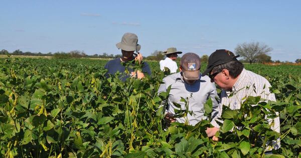 La Nación / Senave emite alerta fitosanitaria por la roya asiática y pide reforzar la defensa de cultivos