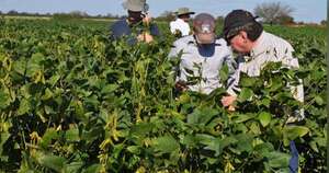 La Nación / Senave emite alerta fitosanitaria por roya