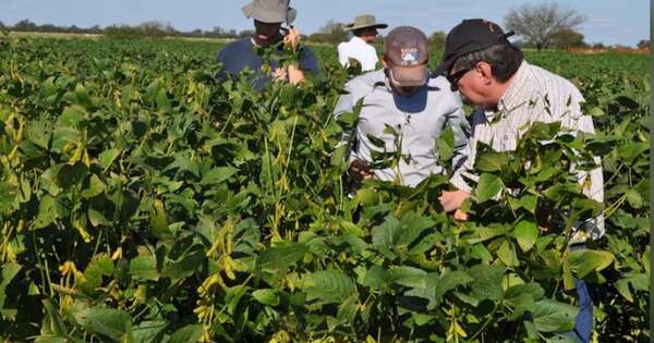 La Nación / Senave emite alerta fitosanitaria por roya