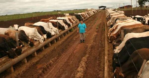 La Nación / La AFD amplía su crédito ganadero a USD 10 millones