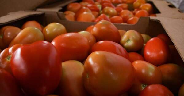 La Nación / Tomate nacional busca afianzarse con una producción a gran escala