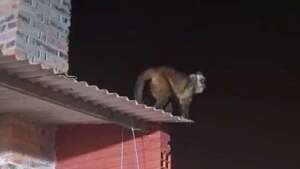 Video: ataque de monos en Loma Pytá - Nacionales - ABC Color