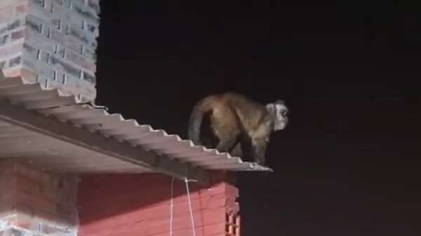 Video: ataque de monos en Loma Pytá - Nacionales - ABC Color