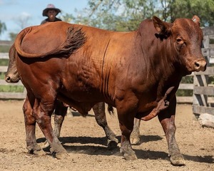 AFD duplica fondos para crédito de Retención de Vientres