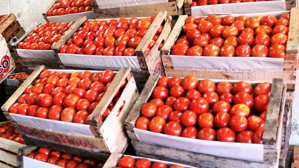 Importaciones de tomate podrían habilitarse en febrero
