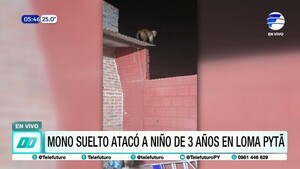 Mono suelto atacó a un niño de 3 años en Loma Pytá