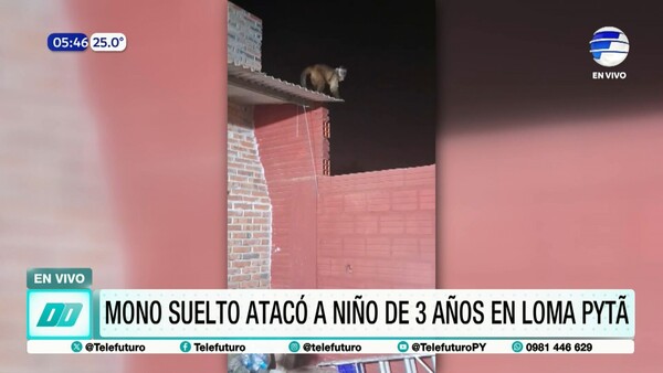 Mono suelto atacó a un niño de 3 años en Loma Pytá