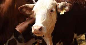 Diario HOY | AFD amplia línea de crédito para ganaderos, buscando abaratar precio de la carne