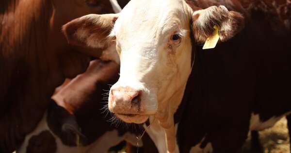 Diario HOY | AFD amplia línea de crédito para ganaderos, buscando abaratar precio de la carne